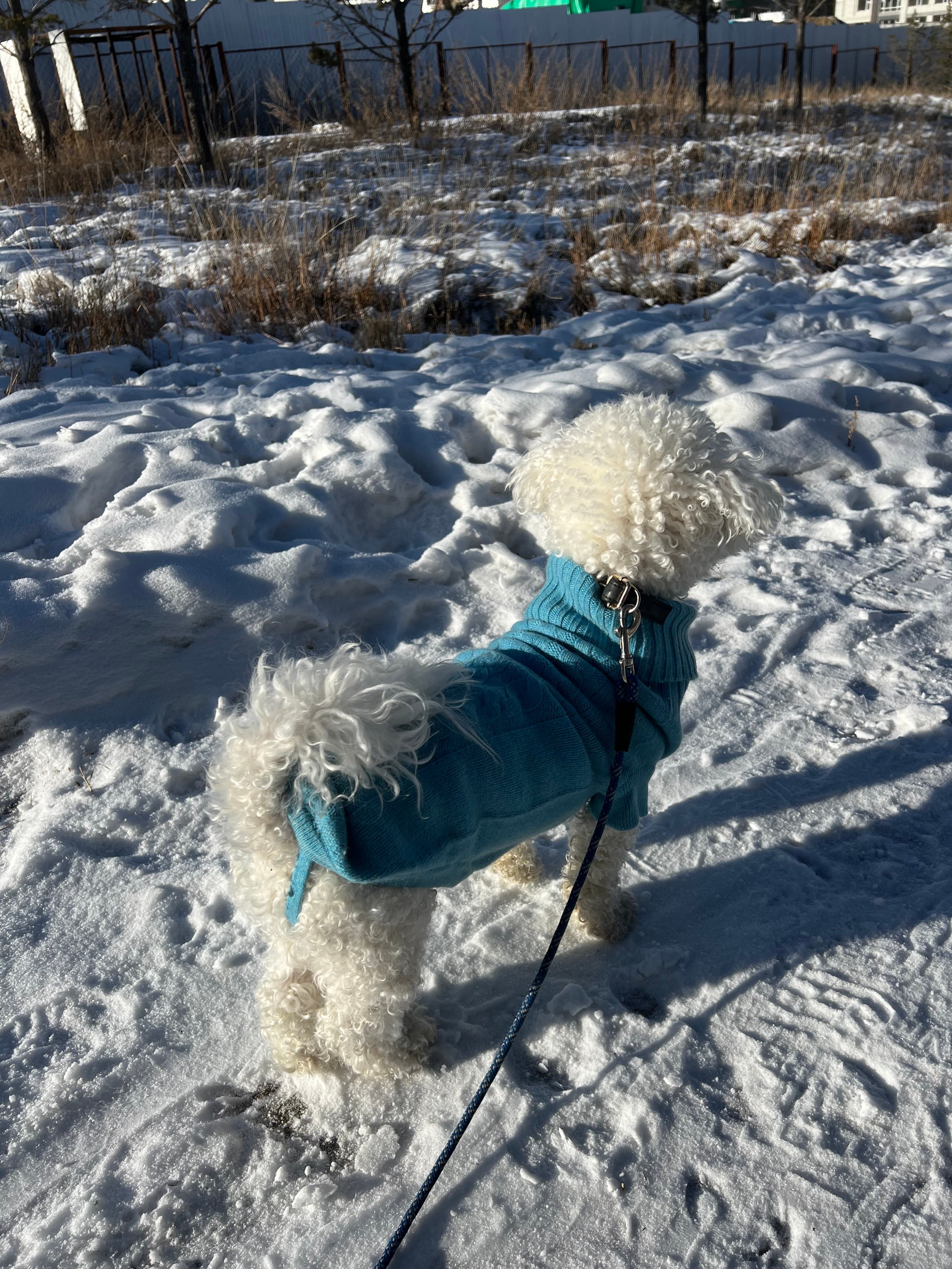 Dog in a teal sweater in the snow