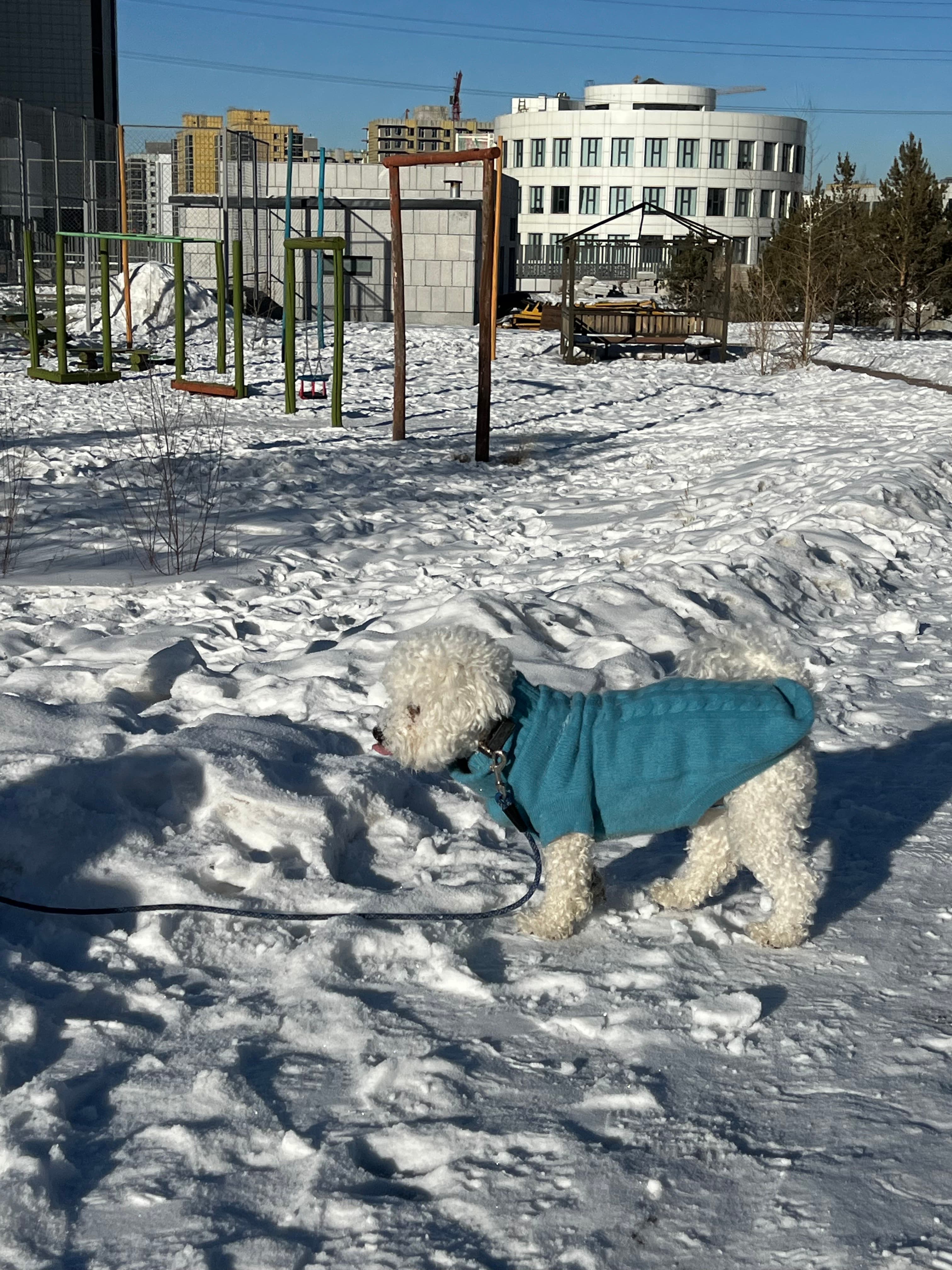 Dog in a teal sweater on a snowy day