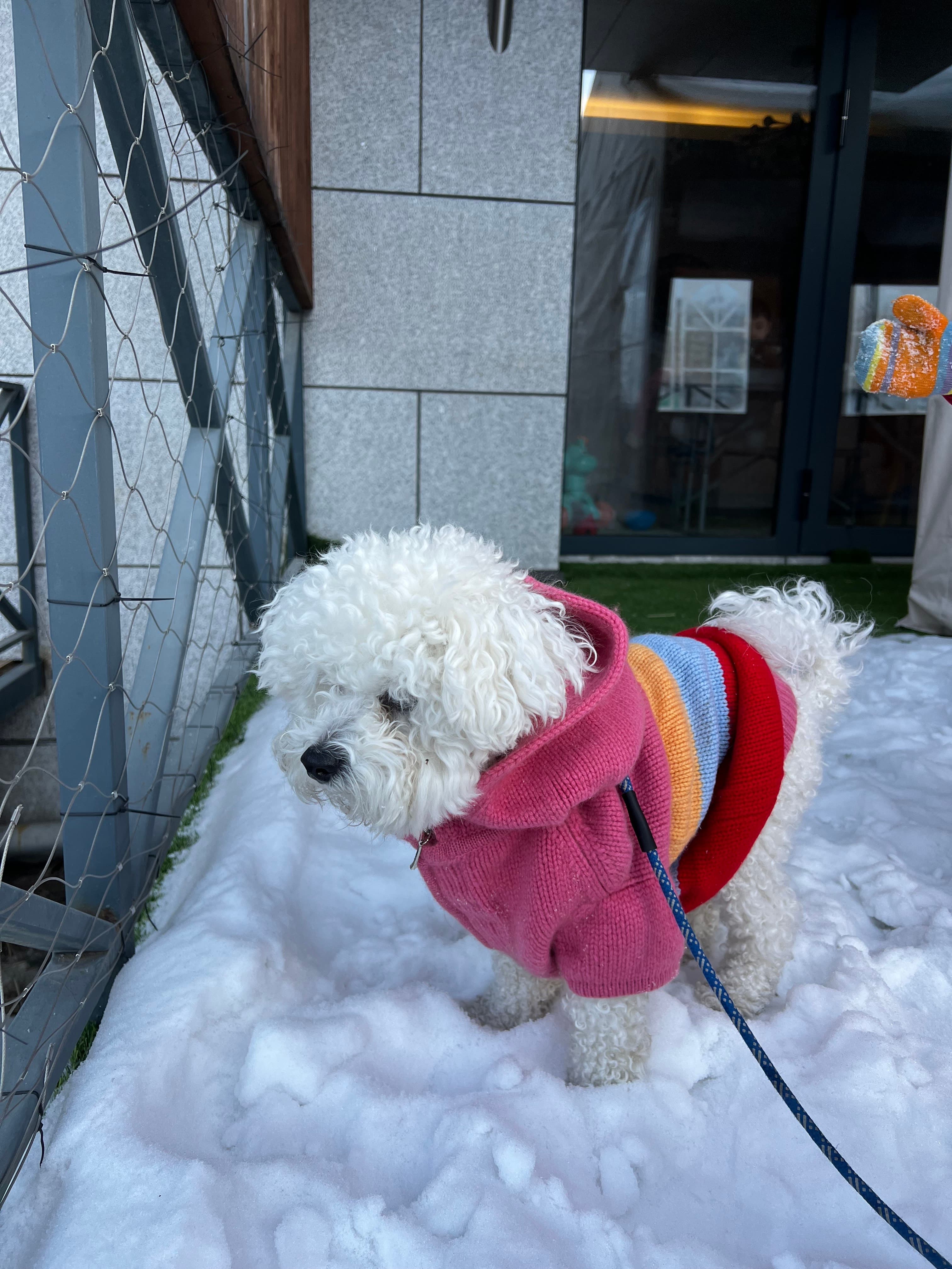 Dog in a striped pink sweater in the snow
