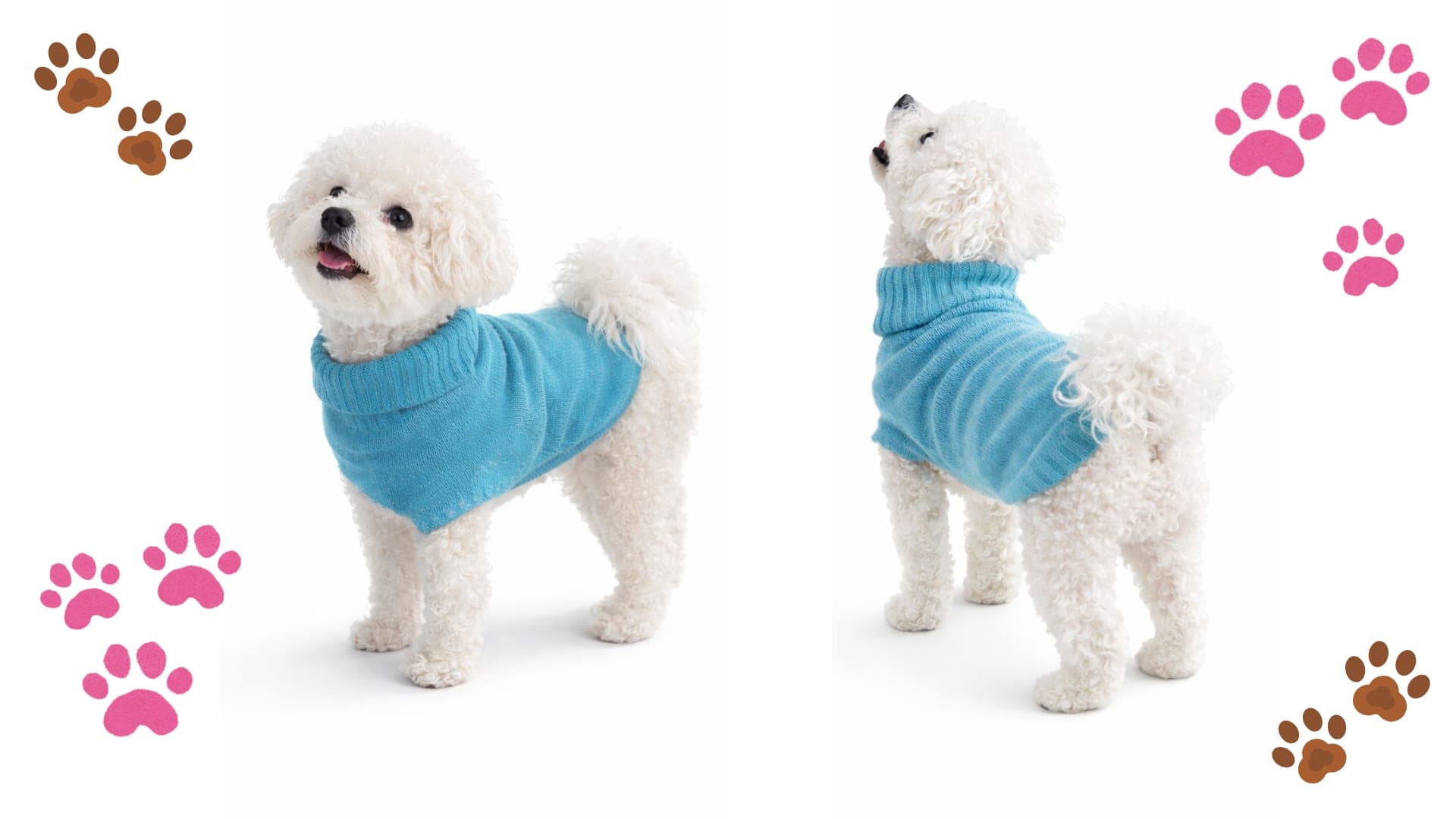 Two dogs wearing light blue Cashmere Paw sweaters